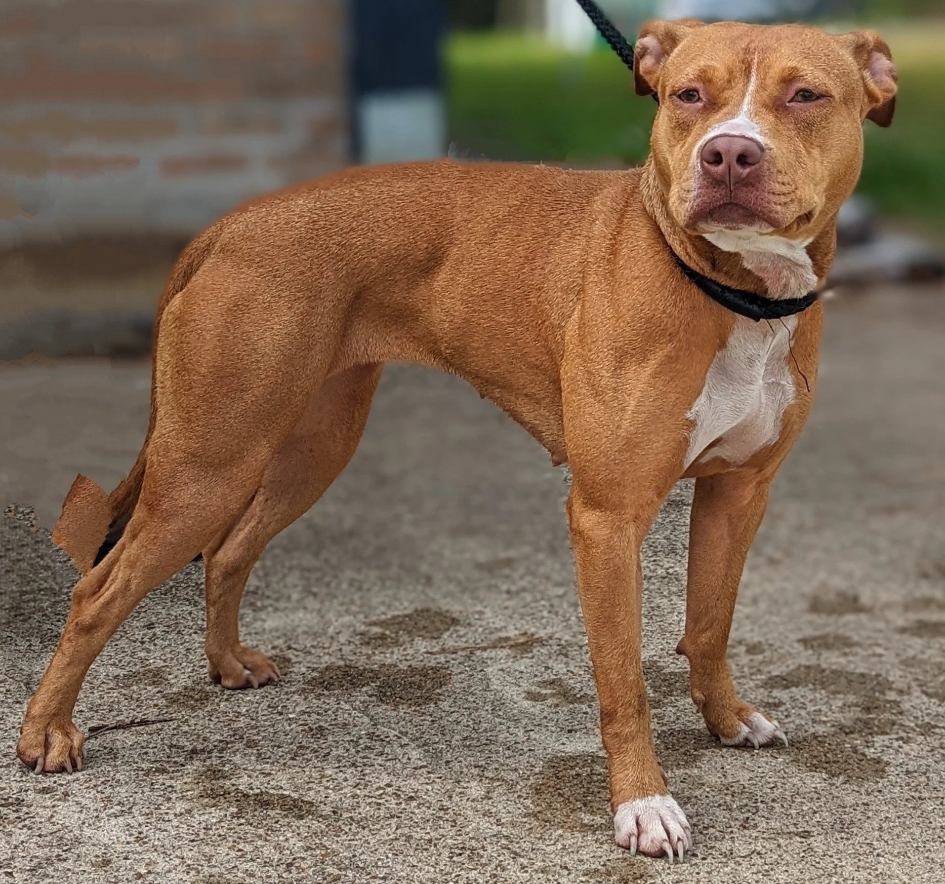 Carver pitbull shop kennels